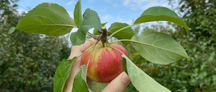 Club Nature - Cueillette de pommes à la ferme - ANNULÉ