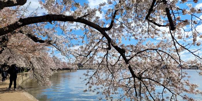ANNULATION - Visites de Quartiers : Cherry Blossom