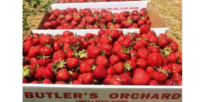 Club Nature - Fraises et pivoines
