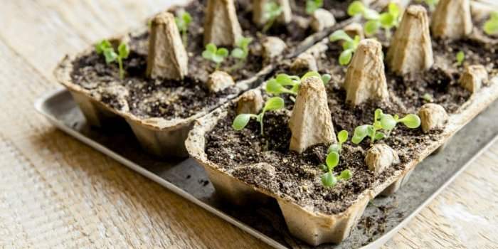 Club Nature - Défi jardinage pour les enfants