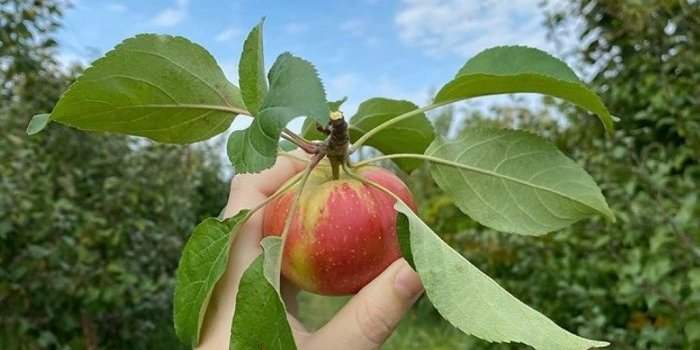 Club Nature - Cueillette de pommes à la ferme - ANNULÉ