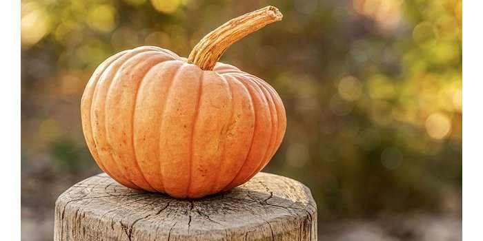 Cueillette de citrouilles