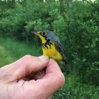 Club Nature - ANNULATION Démostration de marquage d'oiseaux (bird banding)