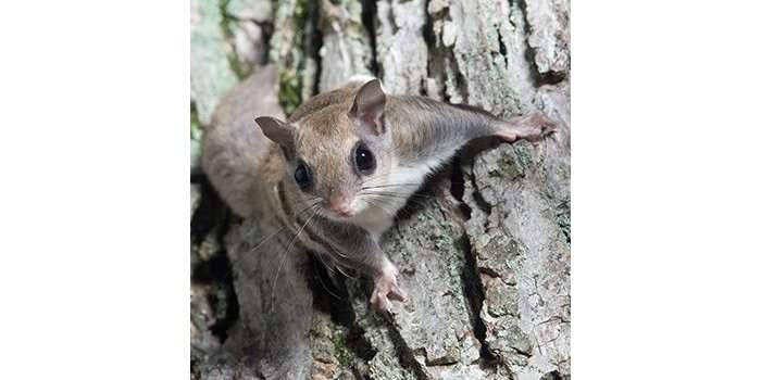 Club Nature - Flying Squirrels (activité pour les enfants)