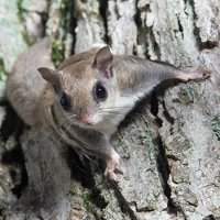 Club Nature - Flying Squirrels (activité pour les enfants)