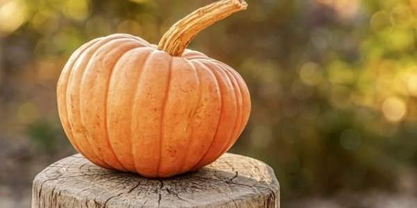 Cueillette de citrouilles