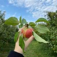 Club Nature - Cueillette de pommes à la ferme - ANNULÉ